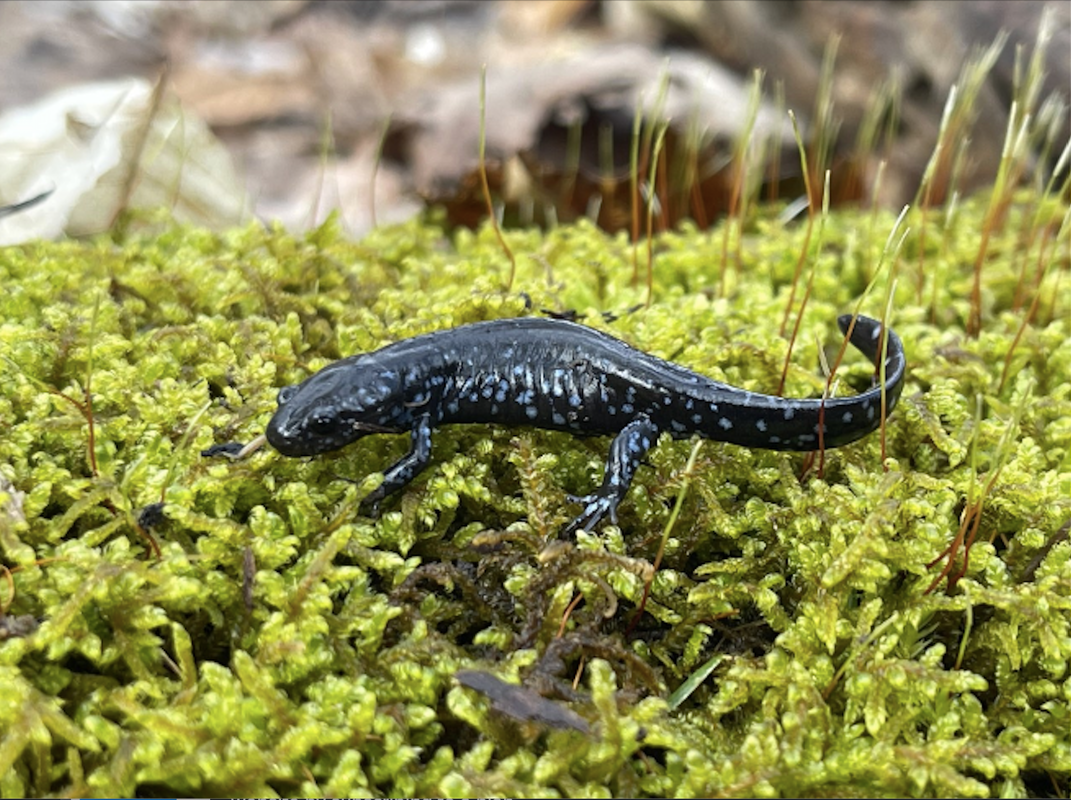 Closeup of a dark blue-black salamander with light-blue or white spots, perched in a bed of moss