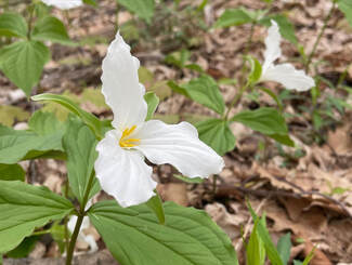 Close-up of a white trillium, a flower with three broad, creased, pointed white petals and a yellow center, with three similar green leaves. There are more trillium flowers in the background and a bed of brown leaves below.