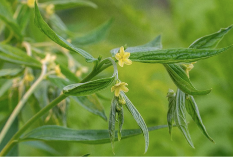 Closeup of American Gromwell, a tiny five-petaled yellow flower, amidst much larger pointed deeply veined leaves and a blurred background of green.