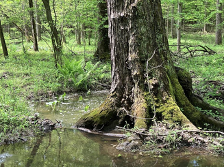 The lower part of a huge maple tree growing in a pool of water, with many smaller trees around. The base of the tree is moss-covered, and around are many ferns and other vegetation.