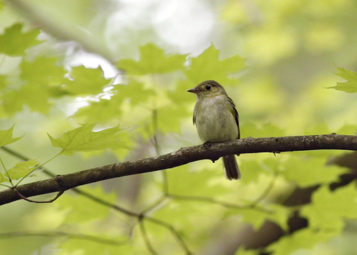 An small songbird faces the camera, perched on a branch. The bird has a dark beak and eye with a white eye ring and creamy underside. The dark back is just visible on their right side, and their dark tail points straight down behind the branch. They are seated in a bright green sea of maple leaves, some of which are in sharp focus and others of which are blurred.