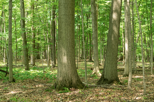 A forest scene. Two large, main trees are towards the center with many more trees behind. The leaves are bright green and the trunks and leaf-covered floor are various shades of brown.