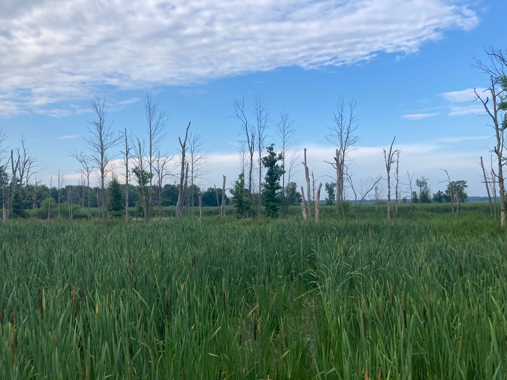 A wetland scene with green vegetation in the foreground and many dead and living trees growing out of the wetland behind under a blue sky spotted with clouds.