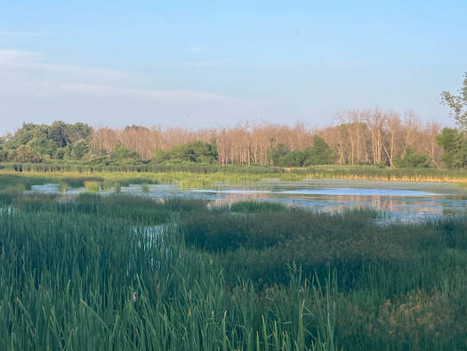 A marsh scene with green vegetation in the foreground. Behind is an area of clear water and behind that is more vegetation and trees, all under a blue sky. The trees and the water is glowing gold from the low angle of the sun.
