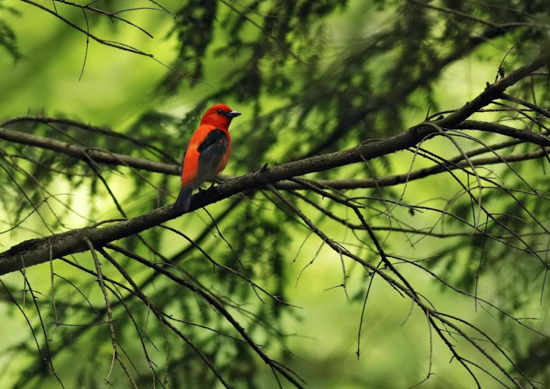 A Scarlet Tanager - a bright red bird with black wings, tail, bill, and eye - is perched on a branch amidst a scene of criss-crossing dark branches and blurred green trees and leaves in the background.